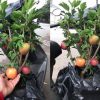 Bi hài táo bonsai “mọc” trên cây dâm bụt bán đầy đường phố Hà Nội