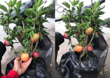 Bi hài táo bonsai “mọc” trên cây dâm bụt bán đầy đường phố Hà Nội