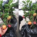Bi hài táo bonsai “mọc” trên cây dâm bụt bán đầy đường phố Hà Nội