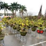 Mai vàng miền Nam “đổ bộ” xuống phố Thủ đô chào Tết
