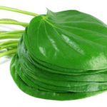 4 Cách chữa bệnh trĩ tại nhà bằng lá trầu không hiệu quả