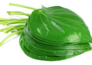 4 Cách chữa bệnh trĩ tại nhà bằng lá trầu không hiệu quả