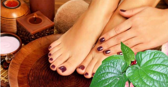 tri-mo-hoi-chan-bang-la-lot Trị mùi hôi chân bằng lá lốt