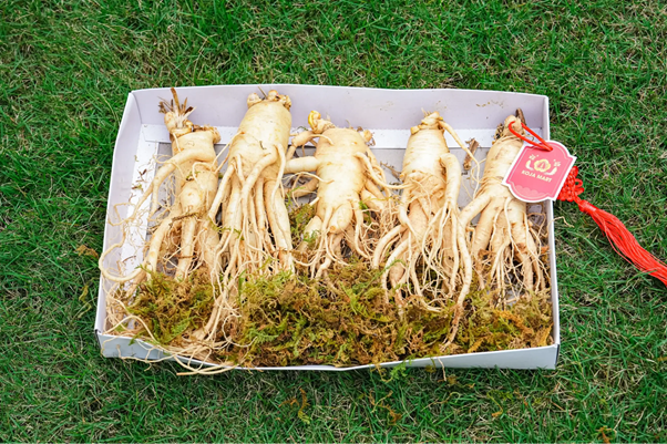 Sâm tươi Hàn Quốc