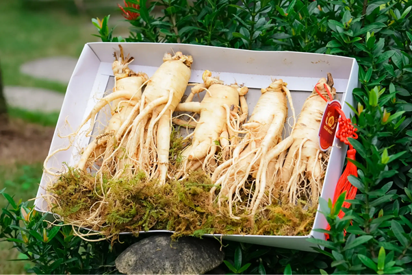 Sâm tươi Hàn Quốc
